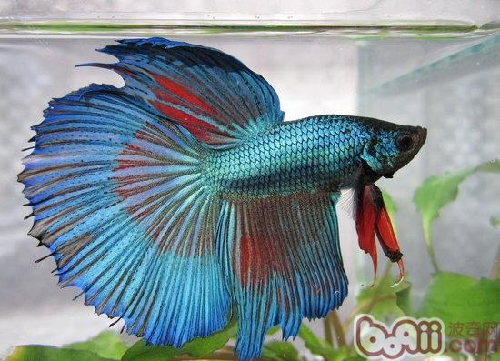 怎样才能让斗鱼吐的泡泡少破点