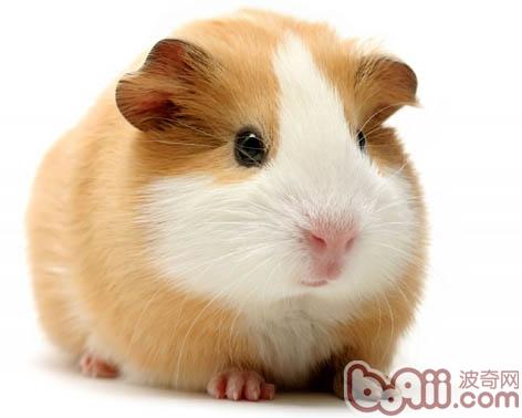 豚鼠要吃的维生素C有什么食物-天竺鼠吃的食