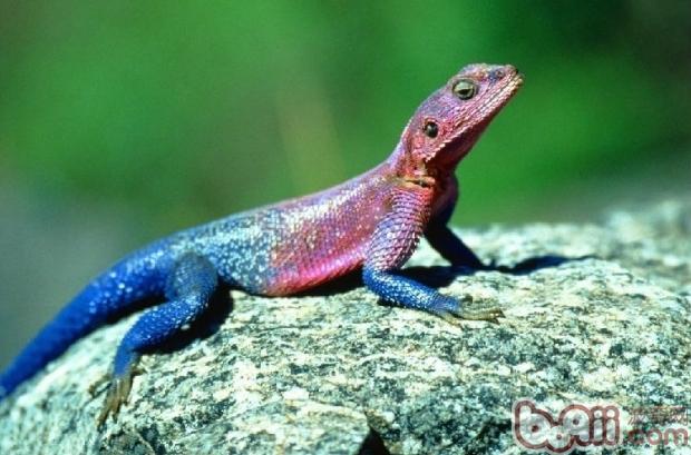 变色龙中描写社会环境的句子有什么用-课文变