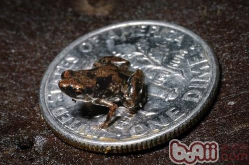 世界真奇妙--最小的脊椎动物(图)|小宠品种-波奇