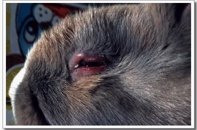 兔子得了结膜炎怎么办?|兔子疾病-波奇网百科