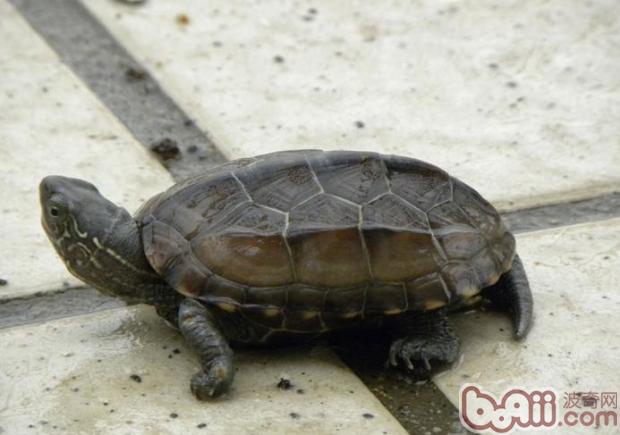 中华花龟的习性与饲养知识|宠物龟品种-波奇网