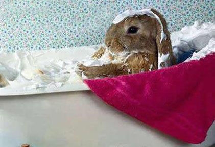 兔兔洗澡注意点 常洗容易皮肤病|兔子养护-
