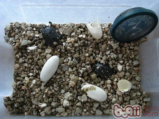 龟蛋孵化天数与积温的关系|宠物龟繁殖-波奇网