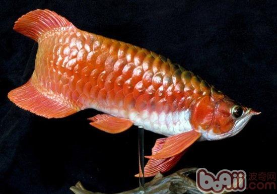 怎样区分过背金龙鱼和红尾金龙鱼 |观赏鱼品种