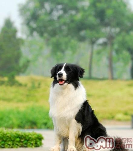 怎么训练边境牧羊犬有好的饮食习惯|狗狗训练