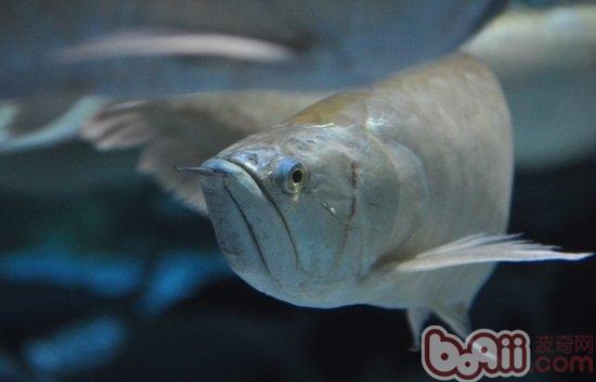 银龙鱼得了肠炎的症状及治疗办法|观赏鱼疾病