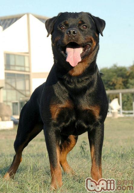 怎样区分德系和美系罗威纳|狗狗品种-波奇网百