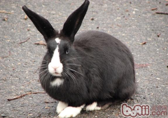 日本大耳兔简介|兔子品种-波奇网百科大全