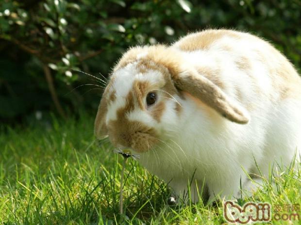 养宠物兔的八大错误|兔子养护-波奇网百科大全
