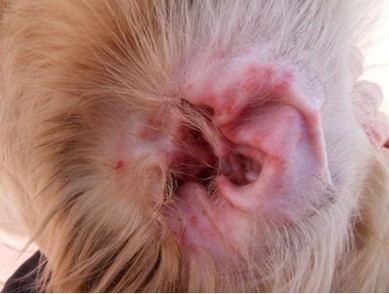 犬猫耳部的日常护理|狗狗养护-波奇网百科大全