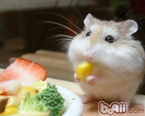 为什么仓鼠爱咬人?|小宠品种-波奇网百科大全