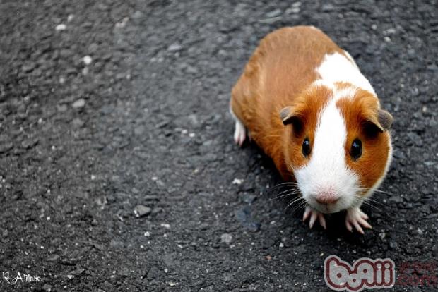 荷兰猪血尿如何处理|小宠疾病-波奇网百科大全