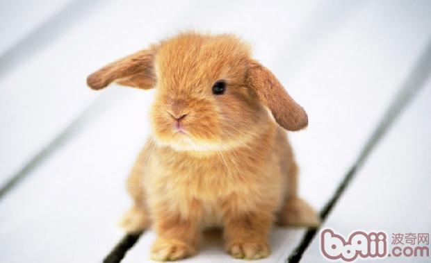 防止母兔自食幼子|兔子繁殖-波奇网百科大全