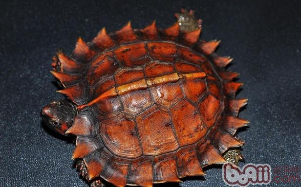 太阳龟的资料概览|宠物龟品种-波奇网百科大全