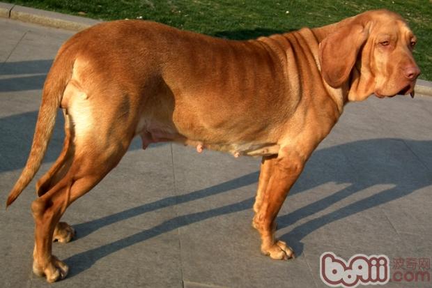 寻血犬资料介绍|狗狗品种-波奇网百科大全