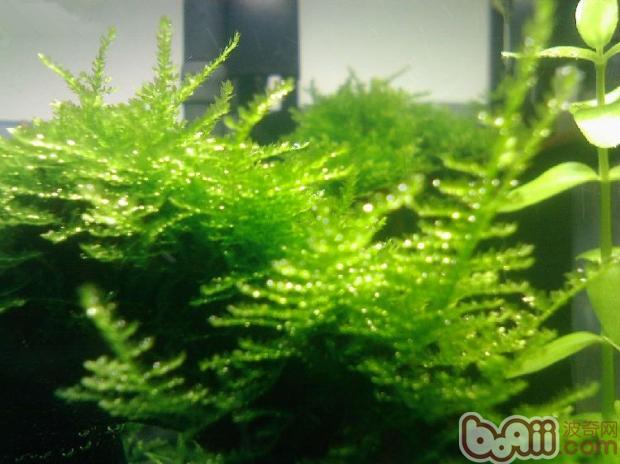 水族箱养水草的水温问题解析|水族器材-波奇网