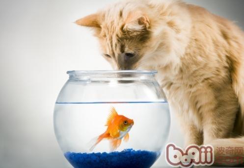 让猫咪安全吃鱼的三个妙招|猫咪养护-波奇网百