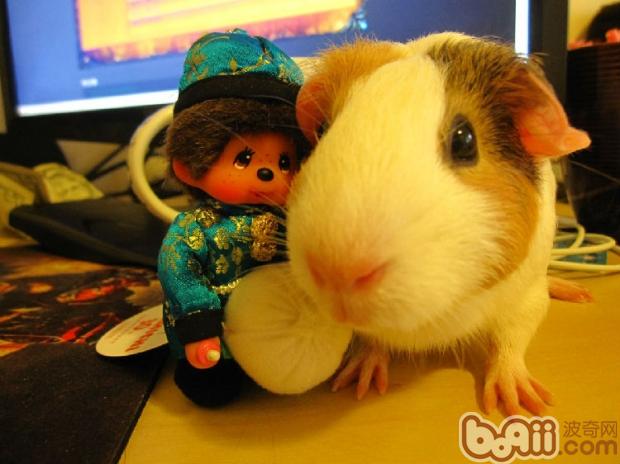 荷兰猪下痢的症状及防治|小宠疾病-波奇网百科