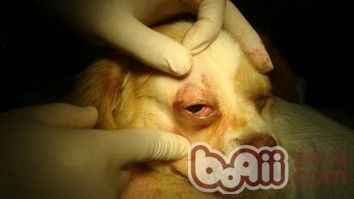 狗狗得了犬第三眼睑增生的症状及诊治