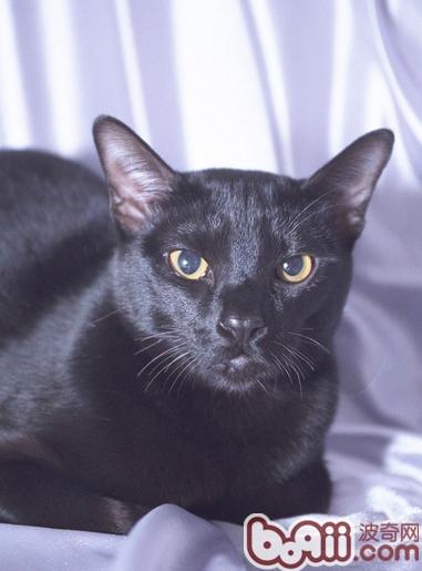猫咪品种资料:关于孟买猫的知识介绍