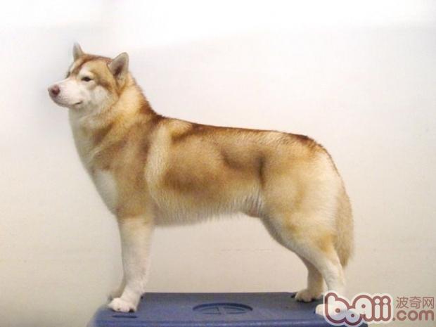 哈士奇(详情介绍)属于双层被毛的犬种,要想使其被毛保持良好的状态,在任何时候都是一项挑战性的工作。 AKC标准中关于哈士奇被毛的陈述部分对哈士奇外毛和内毛的质地特点,这也决定了哈士奇这类犬种的被毛需要特殊的护理方法,既不同于丝质毛发的阿富汗猎犬,也不能套用刚毛梗类的毛发护理方法。 被毛 西伯利亚雪橇犬的被毛为双层,中等长度,看上去毛很浓密,但是不能太长掩盖犬本身清晰的轮廓。下层毛柔软,浓密,长度足以支撑外层被毛。外层毛的粗毛平直,光滑伏贴,不粗糙,不能直立。应该指出的是,换毛期没有下层被毛