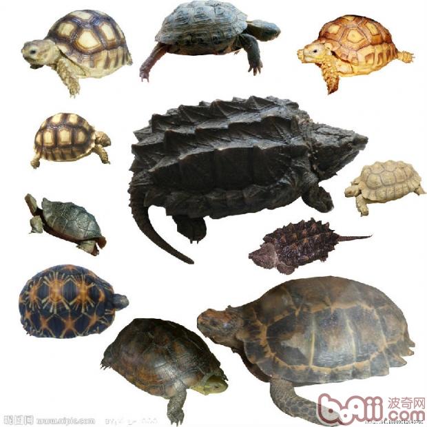 简单区分水龟半水龟陆龟|宠物龟品种-波奇网百