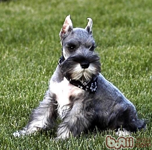 关于雪纳瑞立耳|狗狗美容-波奇网百科大全