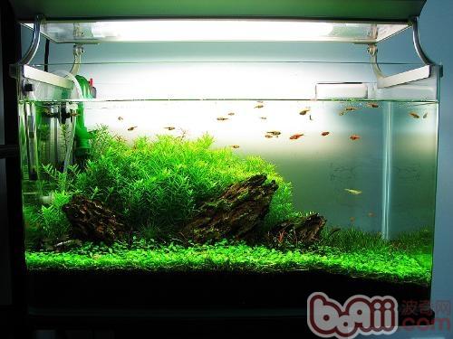 简单了解鱼缸里的藻类|水族造景-波奇网百科大