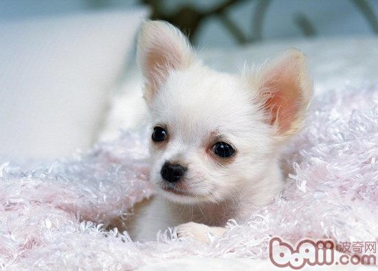 狗狗美容-波奇网百科大全