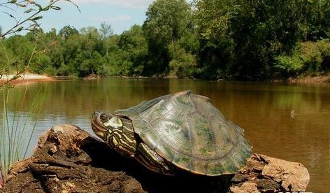 密西西比地图龟,北部黑瘤地图龟