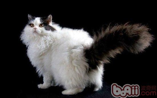 怎么清洗长毛猫的尾巴|猫咪美容-波奇网百科大全