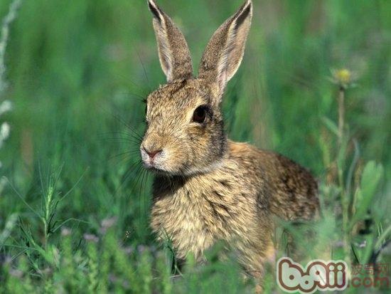 兔类常见的皮肤病及防治|兔子疾病-波奇网百科