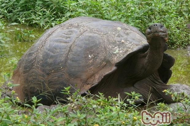 加拉帕戈斯象龟|宠物龟品种-波奇网百科大全