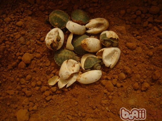 较专业的的龟蛋孵化知识