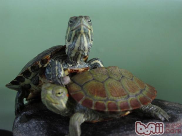 巴西龟肺炎哪里买卖比较好的 小巴西龟活体价