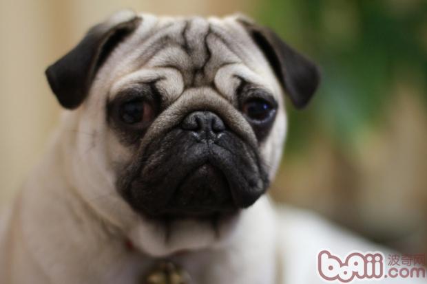 八哥犬精神状态不好是饲养过程中比较常见的一种情况。此时的八哥犬不喜欢动,有时候也会一直躺在狗窝中,对主人的挑逗不感兴趣,对送到面前的美食也无动于衷。八哥犬没精神的原因有一些,但是作为合格的宠物狗主人,还是应该知道在狗狗没精神的时候该怎么办。 八哥犬没精神的原因,比如说它运动过量,真的感到累了;又或者它生病了;或是陌生的环境让八哥犬感到紧张不安;又或者是主人长时间的无视,让给它感到郁闷了。这些原因的影响下,八哥犬的精神状态都会受到严重的影响,因此而变得低迷没精神。 判断狗狗是否生病还是比较容易的