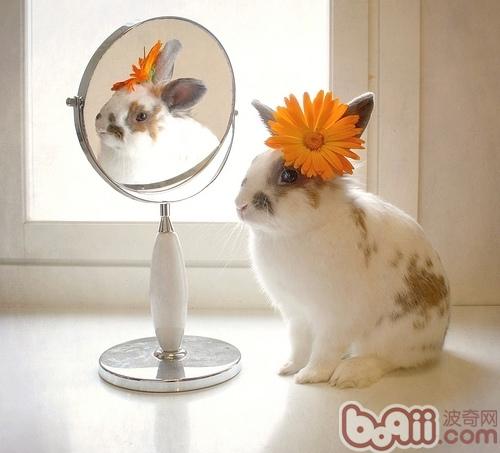 兔兔发情期变化|兔子繁殖-波奇网百科大全