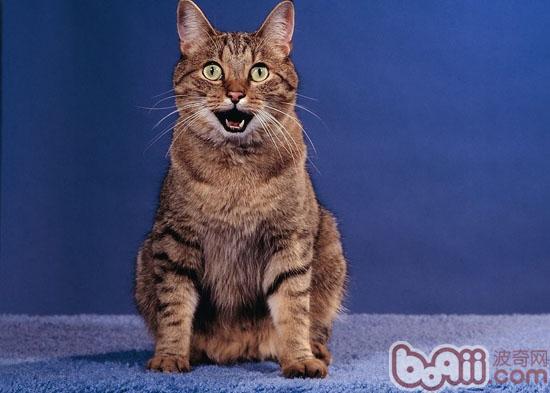 猫咪绝育_猫咪绝育后怎么照顾_母猫绝育后的