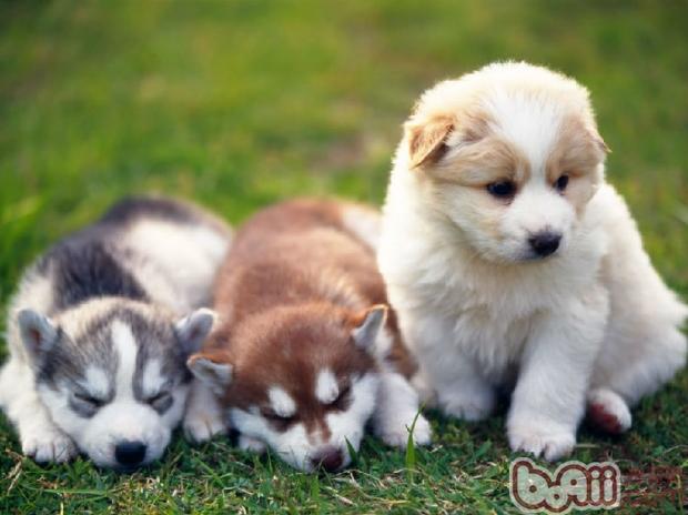 为了保证母犬的胎儿健全发育,防止流产,每窝都能生产量多健壮、生活力强、初生重量大的狗仔。为此,对妊娠母狗饲养管理,除供应全价日粮外,饲料要讲究卫生和保证质量。 决不可饲喂发霉、腐败、变质、带有毒性和强烈刺激性的饲料,以防发生流产。 饲料不能频繁变更,饲料的体积不宜过大,以免影响胎儿的发育。 妊娠母狗在妊娠初期(约35天内),不必饲喂特别的饲料,但要注意按时喂食。1个月后,胎儿开始迅速发育,对各种营养物质的需要量急剧增加,这时除要增加食物的供给量之外,还应给妊娠期母狗补充一些消化,蛋白质含量