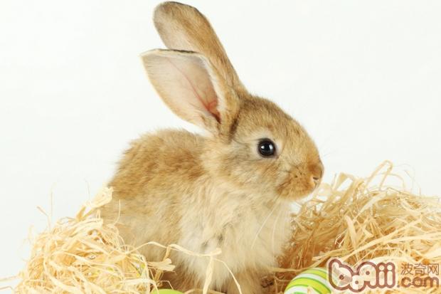 兔兔的发情和配种知识|兔子繁殖-波奇网百科大