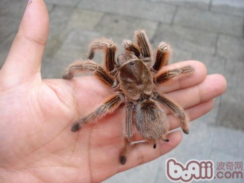 红玫瑰毛蜘蛛的毒性非常的低