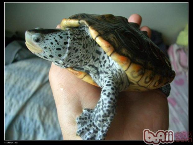 龟类冬眠与寿命间的关系|宠物龟品种-波奇网百