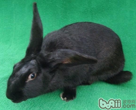 莲山黑兔简介|兔子品种-波奇网百科大全