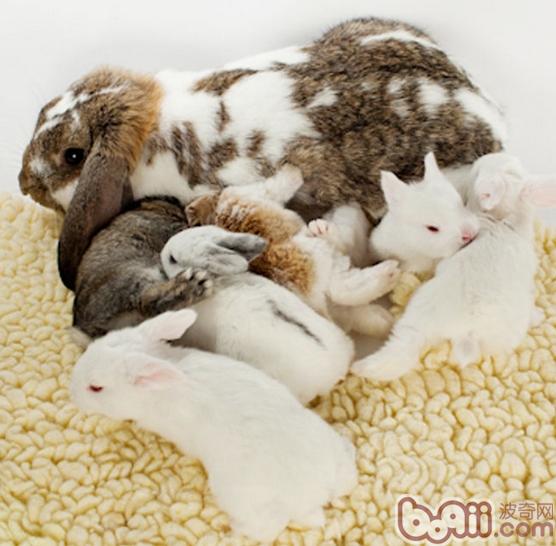 宠物兔虽然没有宠物狗、宠物猫那么高的智商,但是也不能小瞧宠物兔的聪明。宠物兔有着很强的记忆能力,根据专家研究分析,宠物兔的聪明才智相当于人类2-3岁的小朋友。它能记住人们给它说话的大致内容和含义,也能记住驯养者所训练的内容。 经常和主人交流的宠物兔,都能听懂主人的话。例如:吃饭、睡觉、回窝、奔跑、跳跃等等。宠物兔不是真正的明白语言的含义,但是它会记住你说每个不同语言时的语调和词语的强弱,一以此来判断你说话的含义。从你的说话口气中明白它应该怎么做和不应该怎么做。 只要你允许宠物兔做过某些事情,或