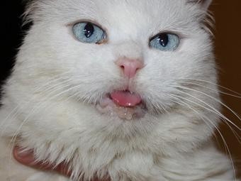 猫咪口腔溃疡的治疗