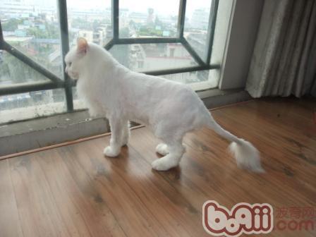教你如何正确给爱猫剃毛|猫咪美容-波奇网百科大全