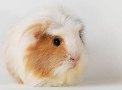 听懂荷兰猪叫声的含义