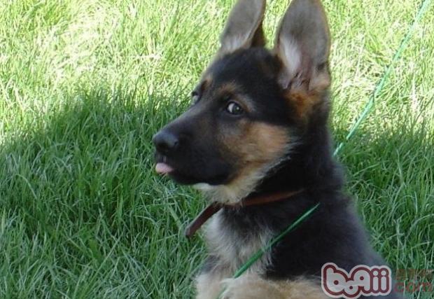 如果让狼狗变得更勇猛|狗狗训练-波奇网百科大