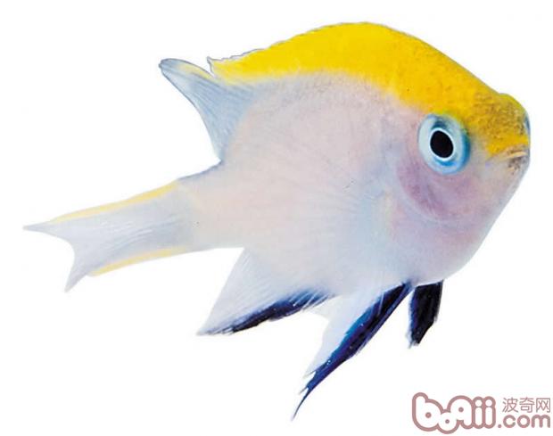 热带鱼饲养的要点|观赏鱼品种-波奇网百科大全